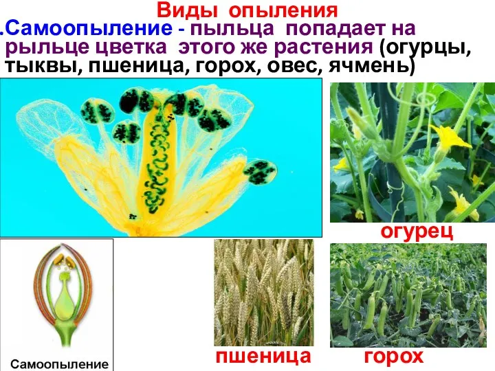 Виды опыления Самоопыление - пыльца попадает на рыльце цветка этого