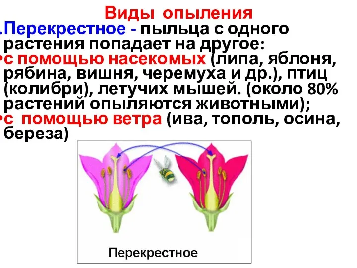 Виды опыления Перекрестное - пыльца с одного растения попадает на