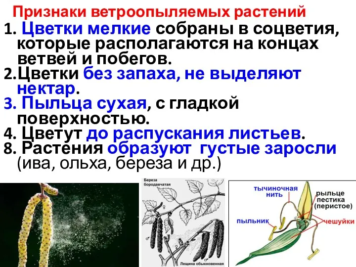 1. Цветки мелкие собраны в соцветия, которые располагаются на концах