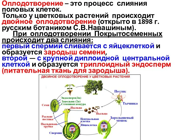 Оплодотворение – это процесс слияния половых клеток. Только у цветковых