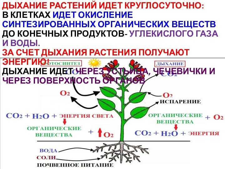 ДЫХАНИЕ РАСТЕНИЙ ИДЕТ КРУГЛОСУТОЧНО: В КЛЕТКАХ ИДЕТ ОКИСЛЕНИЕ СИНТЕЗИРОВАННЫХ ОРГАНИЧЕСКИХ