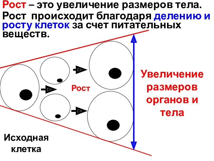 Рост – это увеличение размеров тела. Рост происходит благодаря делению