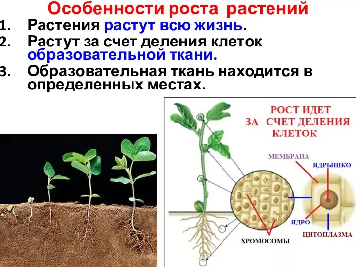 Особенности роста растений Растения растут всю жизнь. Растут за счет