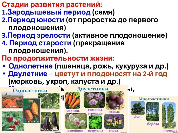 Стадии развития растений: 1.Зародышевый период (семя) 2.Период юности (от проростка