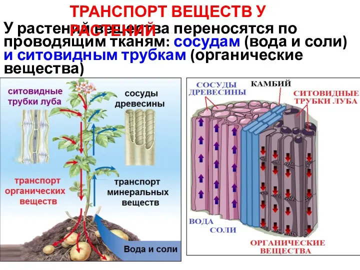 У растений вещества переносятся по проводящим тканям: сосудам (вода и