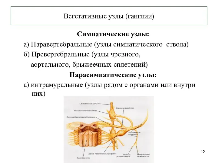 Вегетативные узлы (ганглии) Симпатические узлы: а) Паравертебральные (узлы симпатического ствола)