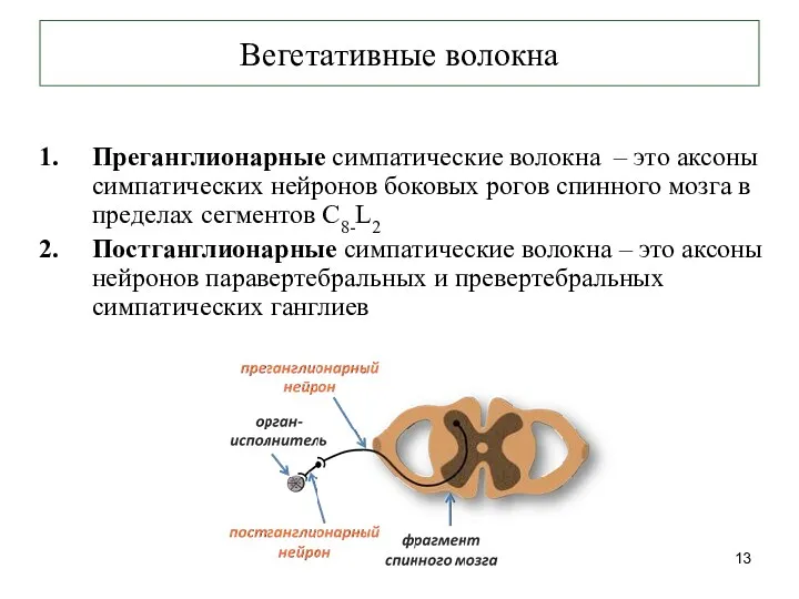 Вегетативные волокна Преганглионарные симпатические волокна – это аксоны симпатических нейронов