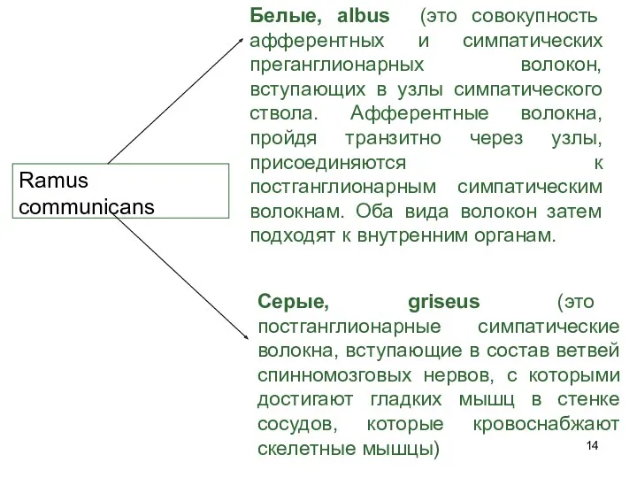 Ramus communicans Серые, griseus (это постганглионарные симпатические волокна, вступающие в