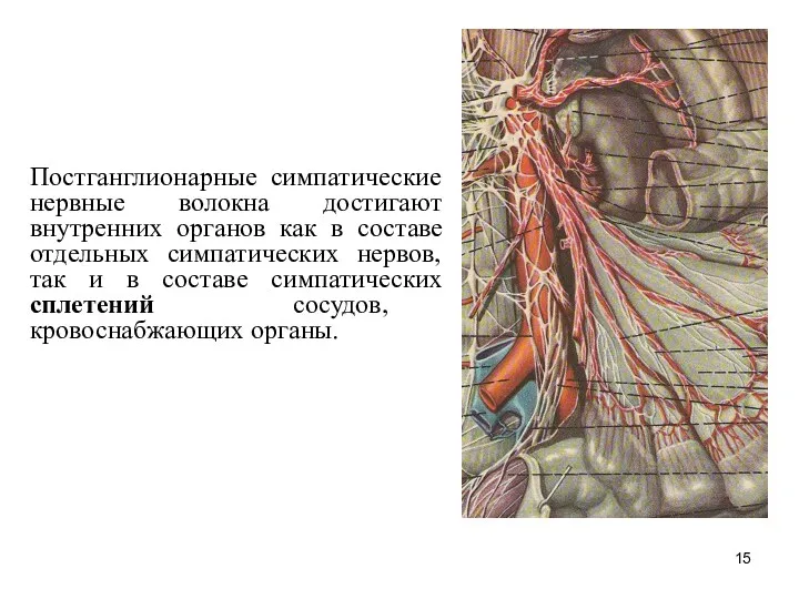 Постганглионарные симпатические нервные волокна достигают внутренних органов как в составе