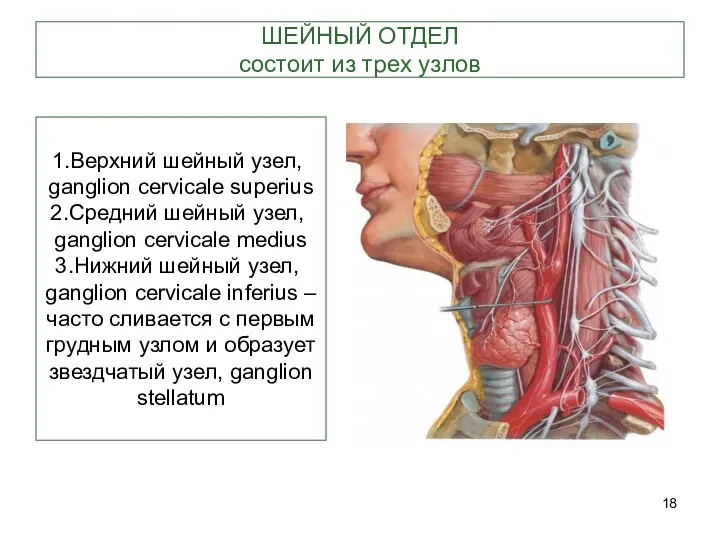 ШЕЙНЫЙ ОТДЕЛ состоит из трех узлов Верхний шейный узел, ganglion