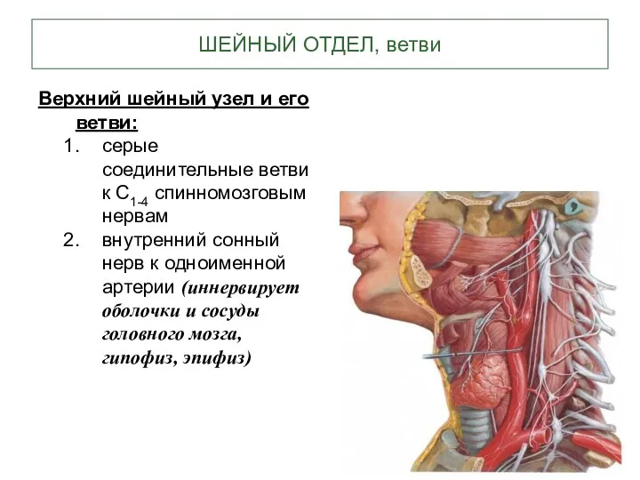 ШЕЙНЫЙ ОТДЕЛ, ветви Верхний шейный узел и его ветви: серые