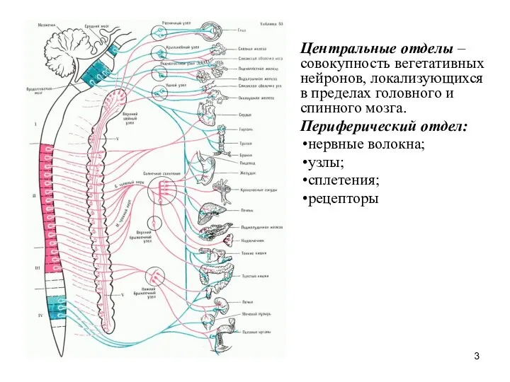 Центральные отделы – совокупность вегетативных нейронов, локализующихся в пределах головного