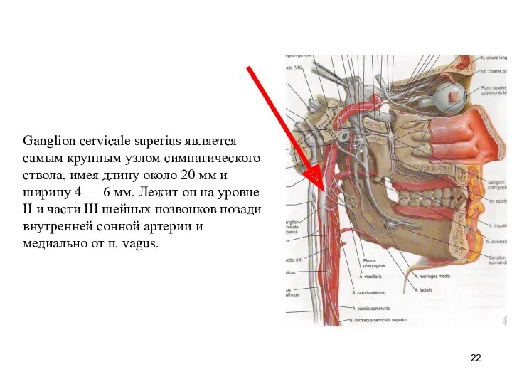 Ganglion cervicale superius является самым крупным узлом симпатического ствола, имея