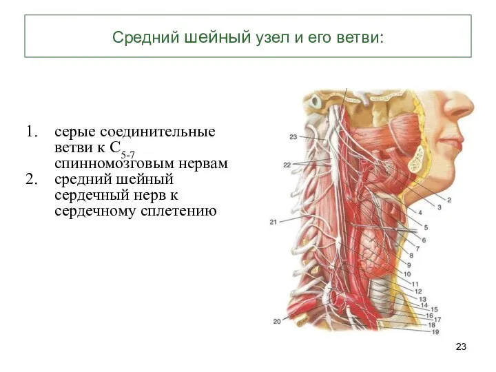 серые соединительные ветви к С5-7 спинномозговым нервам средний шейный сердечный