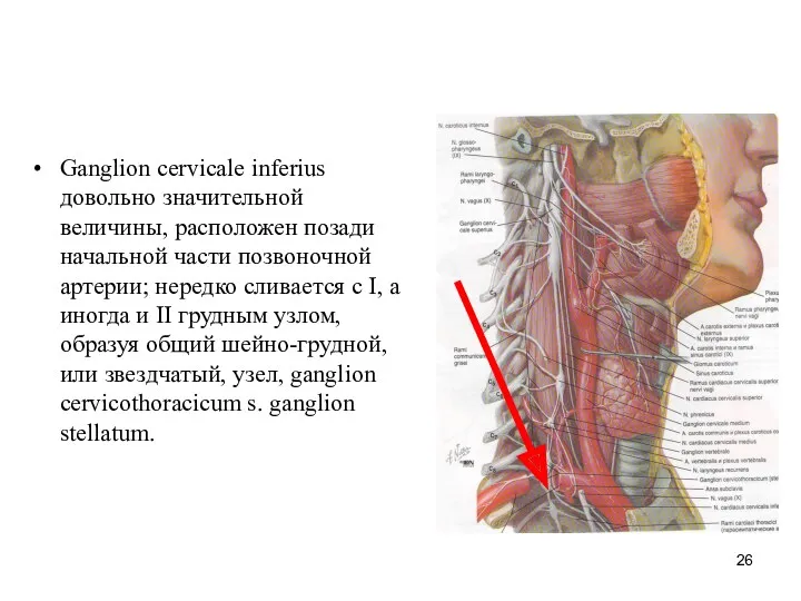 Ganglion cervicale inferius довольно значительной величины, расположен позади начальной части
