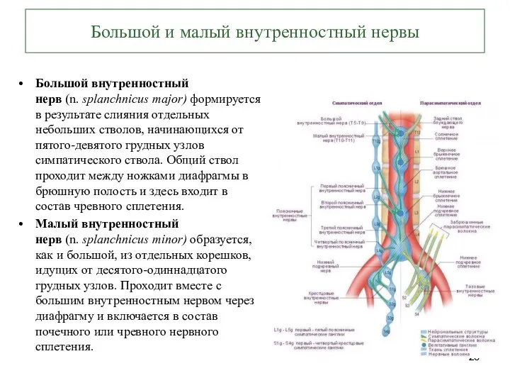 Большой и малый внутренностный нервы Большой внутренностный нерв (n. splanchnicus