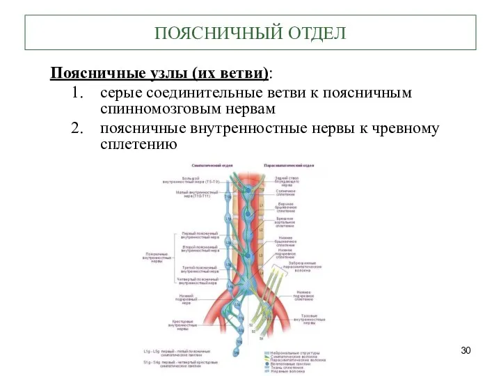 ПОЯСНИЧНЫЙ ОТДЕЛ Поясничные узлы (их ветви): серые соединительные ветви к