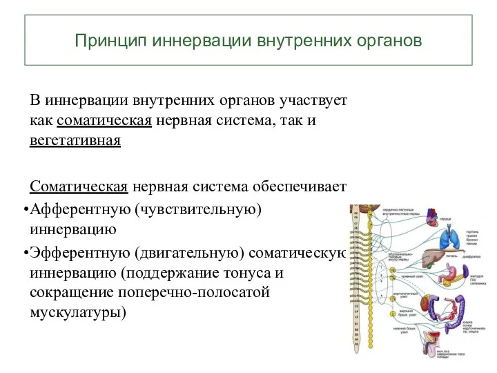 Принцип иннервации внутренних органов В иннервации внутренних органов участвует как