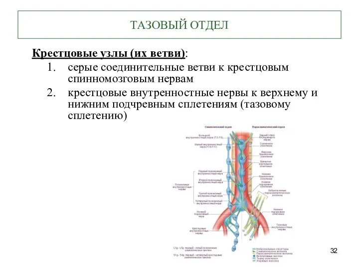 ТАЗОВЫЙ ОТДЕЛ Крестцовые узлы (их ветви): серые соединительные ветви к