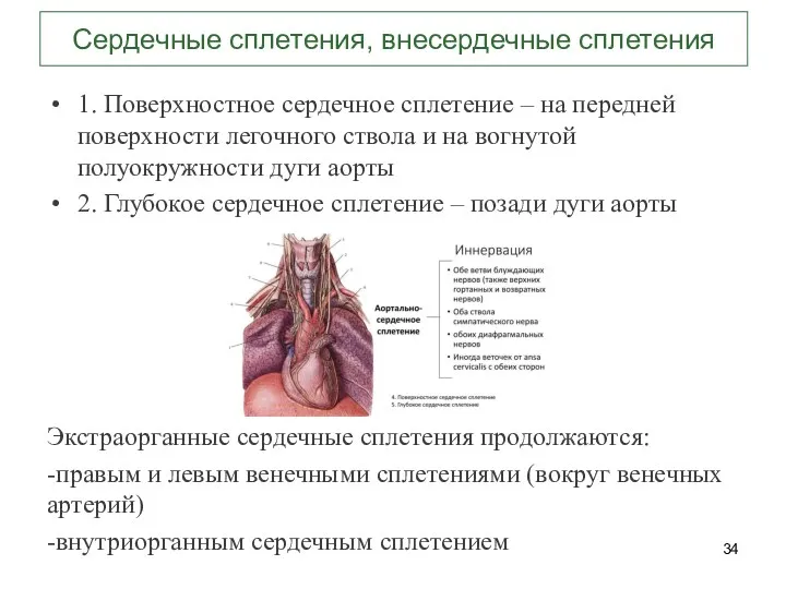 Сердечные сплетения, внесердечные сплетения 1. Поверхностное сердечное сплетение – на