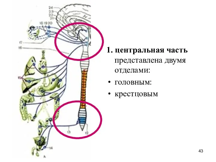 1. центральная часть представлена двумя отделами: головным: крестцовым