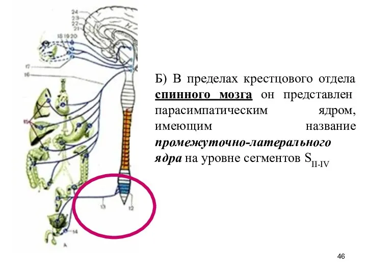Б) В пределах крестцового отдела спинного мозга он представлен парасимпатическим