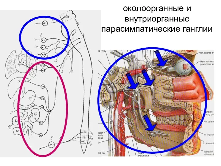 околоорганные и внутриорганные парасимпатические ганглии