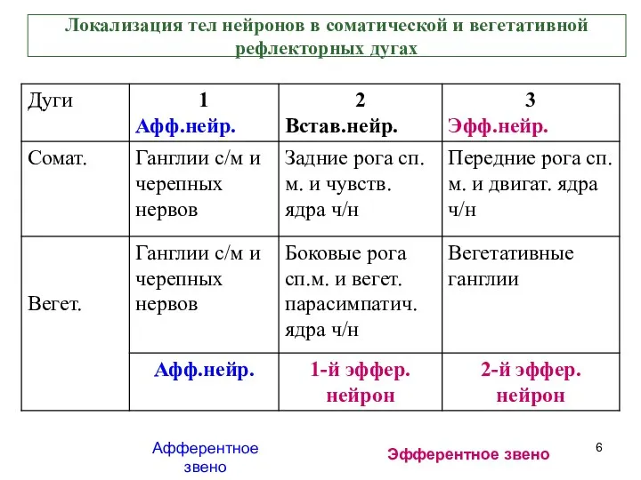 Локализация тел нейронов в соматической и вегетативной рефлекторных дугах Афферентное звено Эфферентное звено