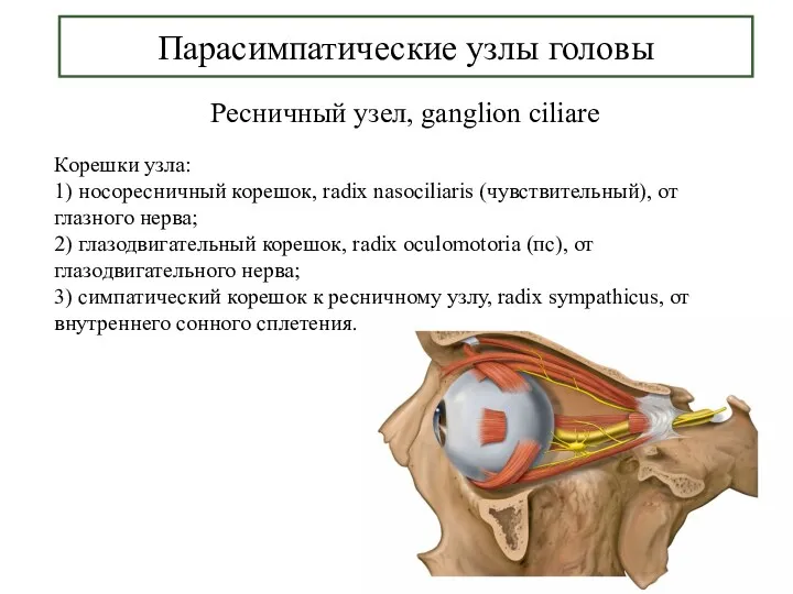 Парасимпатические узлы головы Ресничный узел, ganglion ciliare Корешки узла: 1)