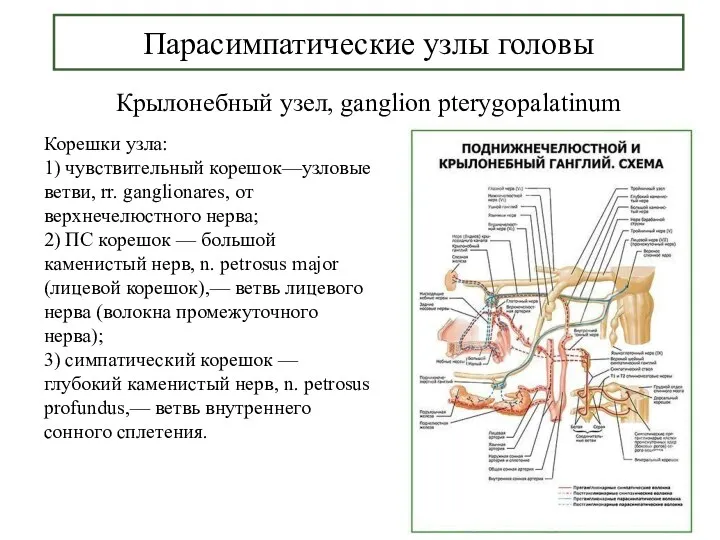 Парасимпатические узлы головы Крылонебный узел, ganglion pterygopalatinum Корешки узла: 1)