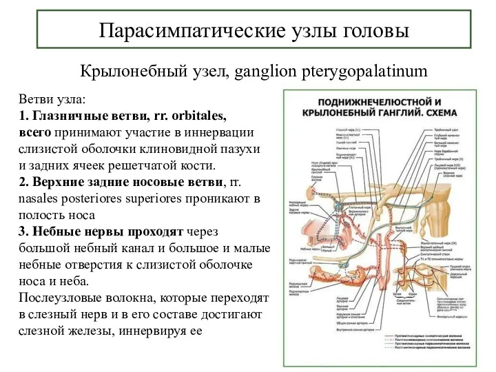 Парасимпатические узлы головы Крылонебный узел, ganglion pterygopalatinum Ветви узла: 1.