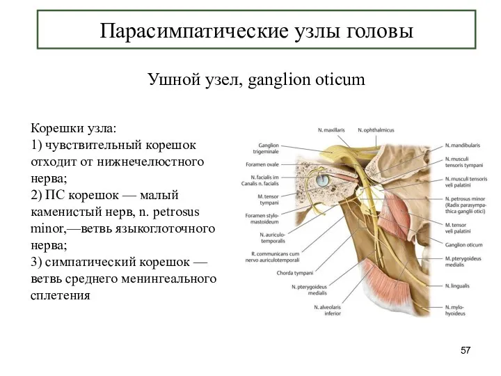 Парасимпатические узлы головы Ушной узел, ganglion oticum Корешки узла: 1)