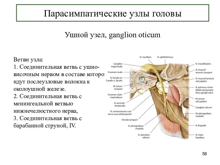 Парасимпатические узлы головы Ушной узел, ganglion oticum Ветви узла: 1.