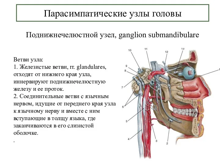 Парасимпатические узлы головы Поднижнечелюстной узел, ganglion submandibulare Ветви узла: 1.