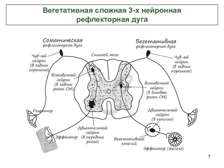 Вегетативная сложная 3-х нейронная рефлекторная дуга