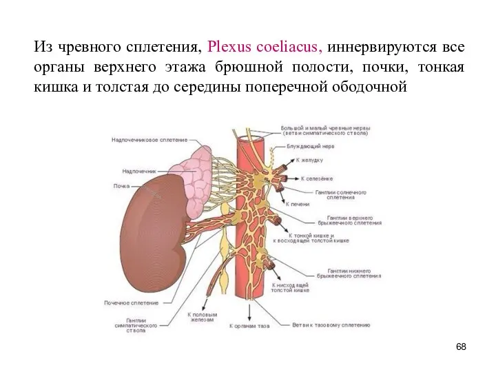 Из чревного сплетения, Plexus coeliacus, иннервируются все органы верхнего этажа
