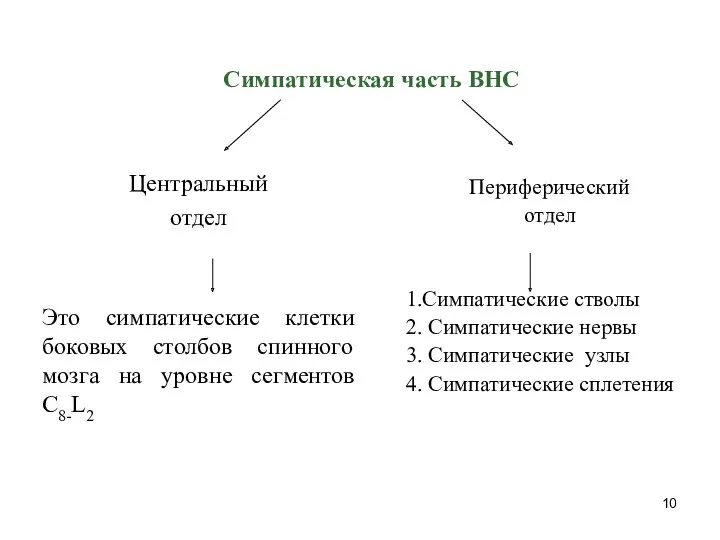 Симпатическая часть ВНС Центральный отдел Это симпатические клетки боковых столбов