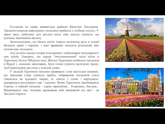 Голландія по праву вважається країною Квітучих Тюльпанів. Традиція повсюди вирощувати