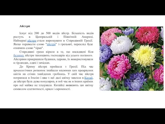 Айстри Існує від 200 до 500 видів айстр. Більшість видів