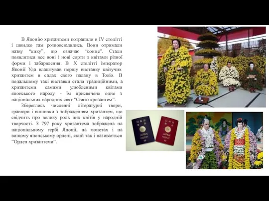 В Японію хризантеми потрапили в IV столітті і швидко там