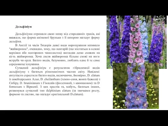 Дельфініум Дельфініуми отримали свою назву від стародавніх греків, які вважали,