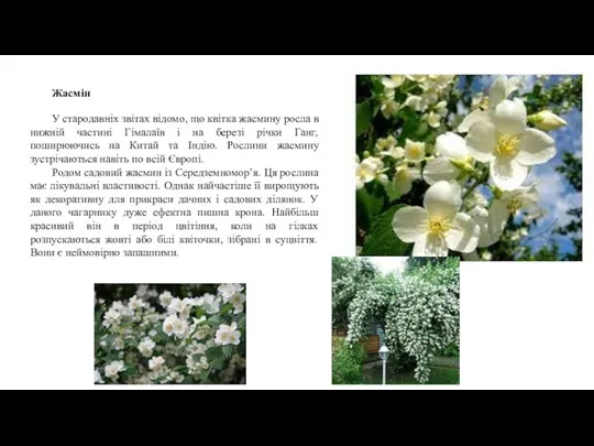 Жасмін У стародавніх звітах відомо, що квітка жасмину росла в