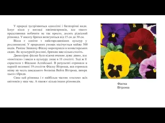 У природі зустрічаються однолітні і багаторічні види. Існує віола у