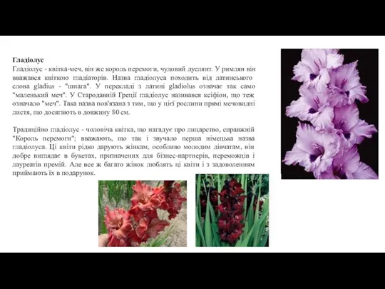 Шанували його ще в Стародавньому Римі. Назва гладіолус походить від