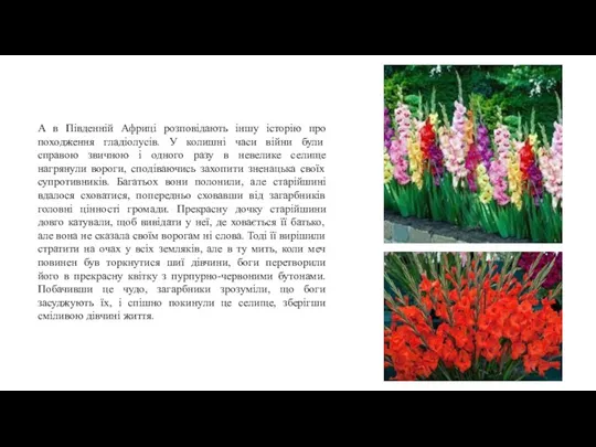 А в Південній Африці розповідають іншу історію про походження гладіолусів.