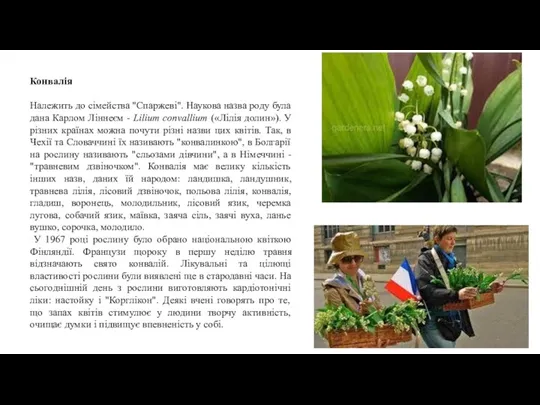 Конвалія Належить до сімейства "Спаржеві". Наукова назва роду була дана