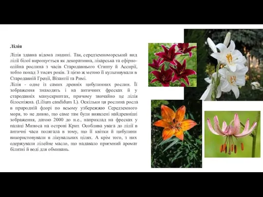 Лілія Лілія здавна відома людині. Так, середземноморський вид лілії білої