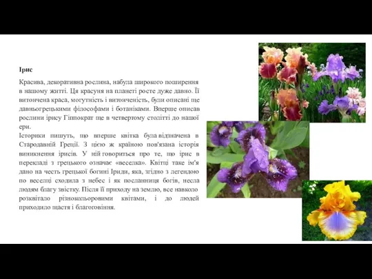 Ірис Красива, декоративна рослина, набула широкого поширення в нашому житті.