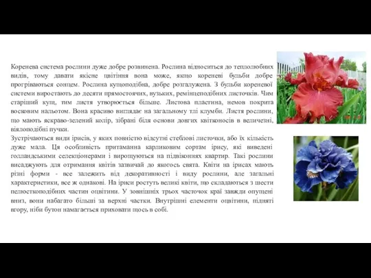 Коренева система рослини дуже добре розвинена. Рослина відноситься до теплолюбних