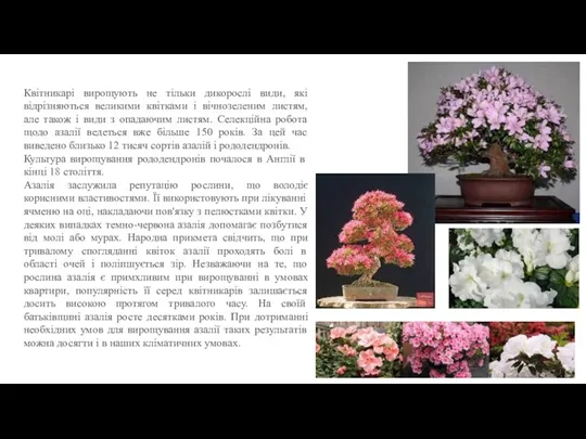 Квітникарі вирощують не тільки дикорослі види, які відрізняються великими квітками